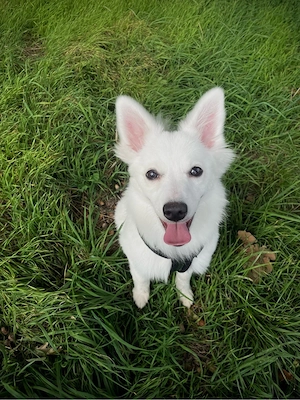 Liebevolles Zuhause für Yuki gesucht