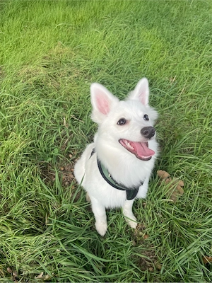 Liebevolles Zuhause für Yuki gesucht