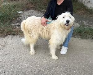 Casper sucht ein liebevolles Zuhause