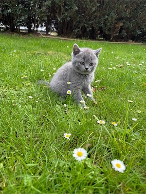 BKH Kitten