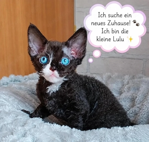 Kleine Kuschelprinzessin Lulu (Devon-Rex) sucht neue Familie   