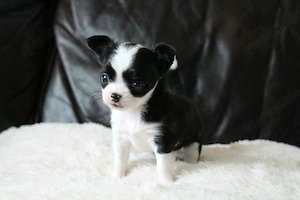  Chihuahua-Welpe sucht liebevolle Familie