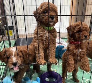 F1 Super Maltipoo mini Welpen 