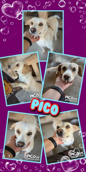 kleiner, junger, sanfter, sehr lieber, menschenbezogener Rüde "Pico" sucht ein Zuhause