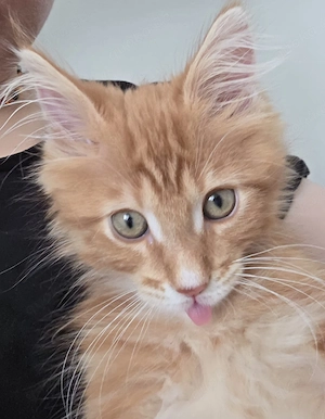 Süßer Waldkatze