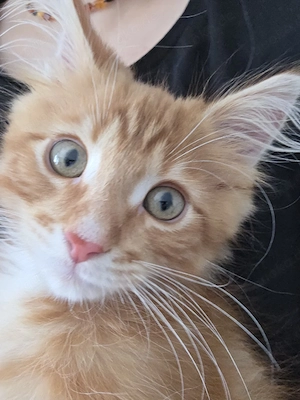 Süsser Kater