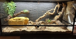 Zwei Kornnattern inkl. Terrarium & Ausstattung