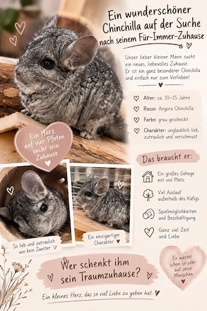 Lieber Chinchilla