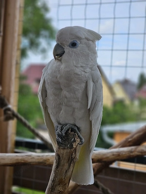 Salomonenkakadu