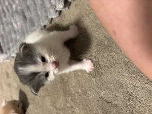 Maine Coon kitten 