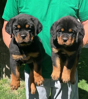 Rottweiler welpen 