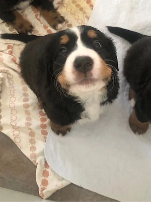 Wunderschöne  Bernersennenhund welpen Berner 