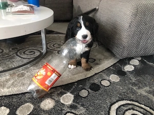 Bernersennen welpen Bernersennenhund 
