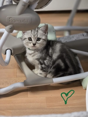 BKH Whiskas kitten 