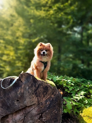 Spitzrüde Buddy sucht neues liebevolles Zuhause 