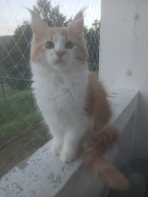 Main coon Kitten