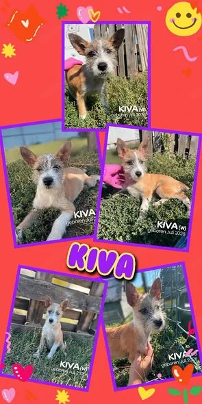 bezauberndes Welpenmädchen "Kiva" sucht ein liebevolles Zuhause