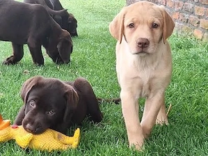 Labrador retriever welpen 