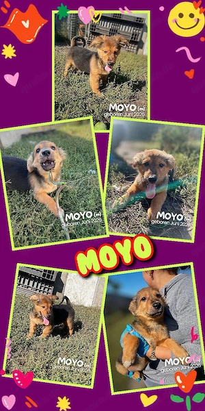 kleiner Sonnenschein Welpe Rüde "Moyo" (fröhlich, aufgeschlossen, lieb uvm.) sucht ein Zuhause