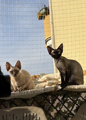 Devon Rex Mädchen und Sphynx Mädchen