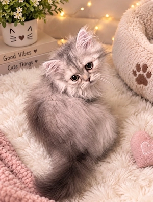 Zuckersüßes BKH-Perser-Mix Katzenmädchen Rosie (geb. 3. Mai) sucht ein liebevolles Zuhause!