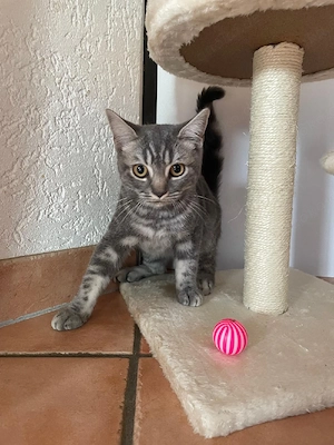 Schöner  Britisch Kurzhaar Kater .