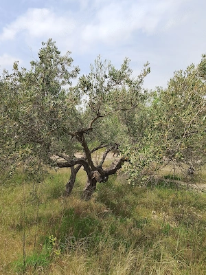 Kleine , flache Oliven mandelbäume Finca im Naturschutzgebiet langfristig zu vermieten. 