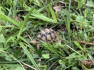 Pantherschildkröte Männchen mit Zuchtbeleg