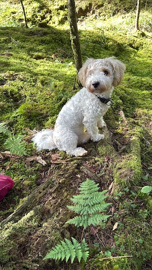 Maltipoo Rüde