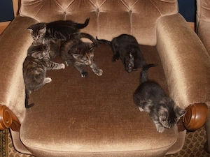 katzenbabys zu verkaufen