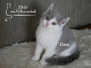 Reinrassige BKH Kitten in blue-white mit Stammbaum aus Vereinszucht