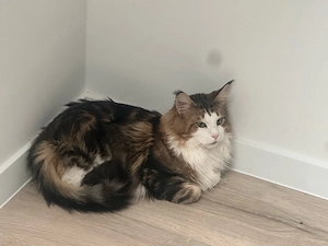 Maine Coon Kater