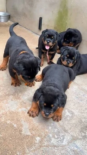Rottweiler welpen 