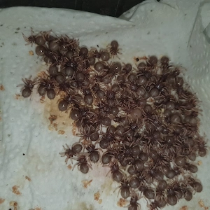  0.0.1 Chromatopelma cyaneopubescens  !coming soon!