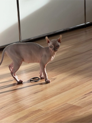 Sphynx Kätzchen
