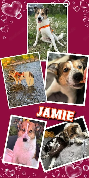 lieber, sanfter, katzenverträglicher, wunderschöner Rüde "Jamie" sucht ein liebevolles Zuhause