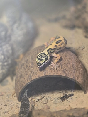 Leopardgecko Nachzuchten abzugeben 0.1