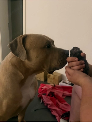 paco xl bully 