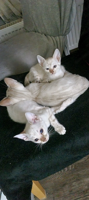 Bengalkitten 