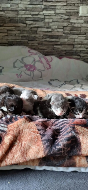 Maine Coon Kitten 