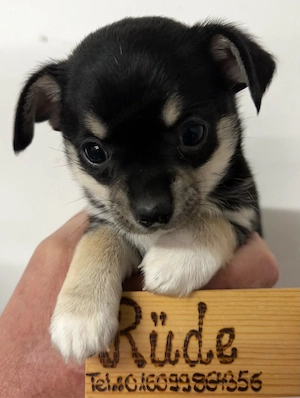 Chihuahua Rüden welpen wollen zu dir ab sofort Bild 5