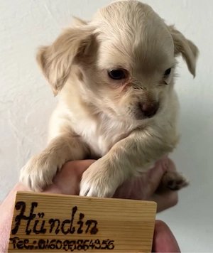 Chihuahua welpen wollen zu dir 