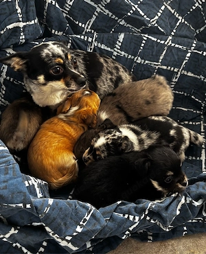Chihuahua Rüden welpen wollen zu dir ab sofort Bild 6