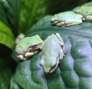 Korallenfinger Laubfrosch