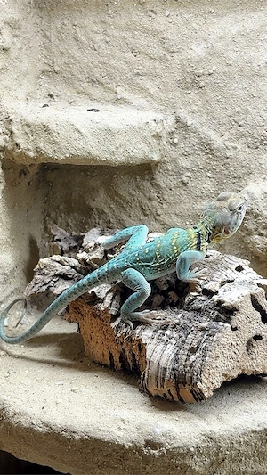 1.0 Crotaphytus collaris collaris 