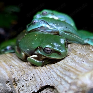 Korallenfinger Laubfrosch