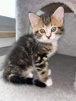 3 Katzen Kitten zu Verkaufen