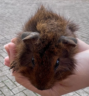 Meerschweinchen an gute Hände abzugeben