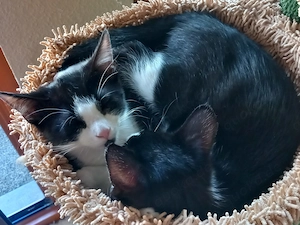 Kater und Katze suchen ein Zuhause 