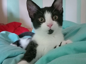 Kater und Katze suchen ein Zuhause 